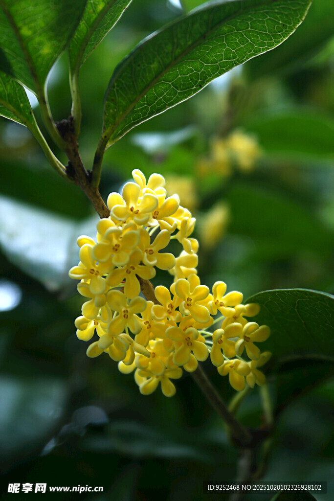 桂花 绽放