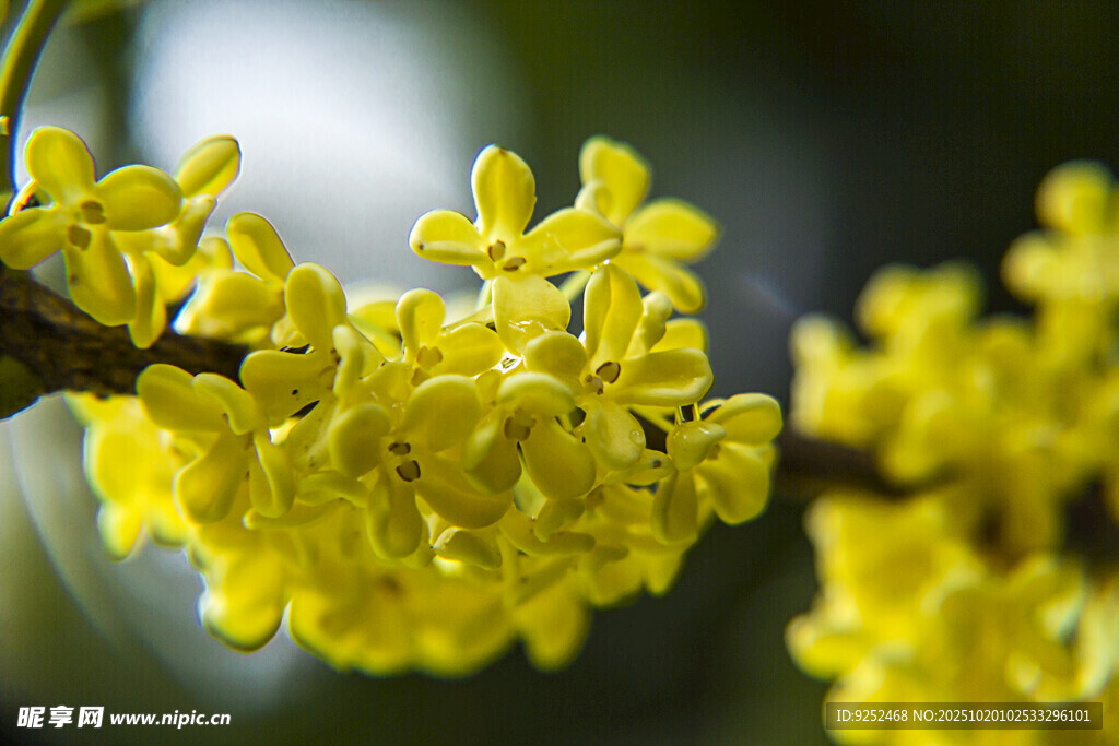 桂花 花蕊