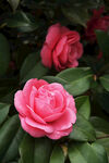 山茶花 粉色
