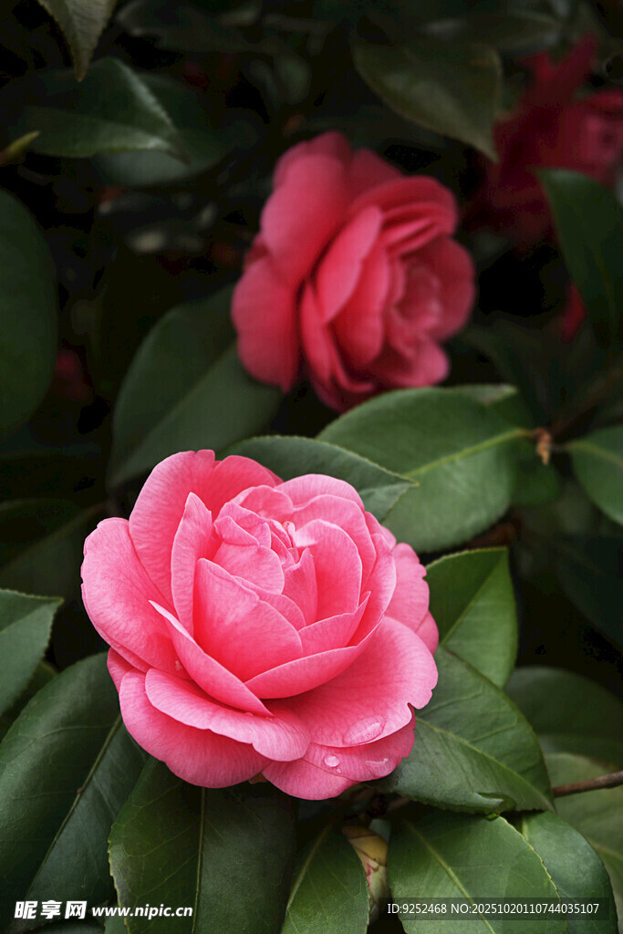 山茶花 粉色