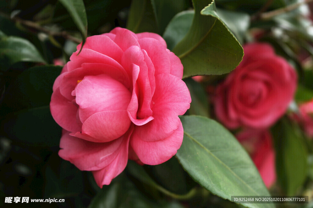  山茶花 粉红色
