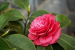 粉红色 山茶花