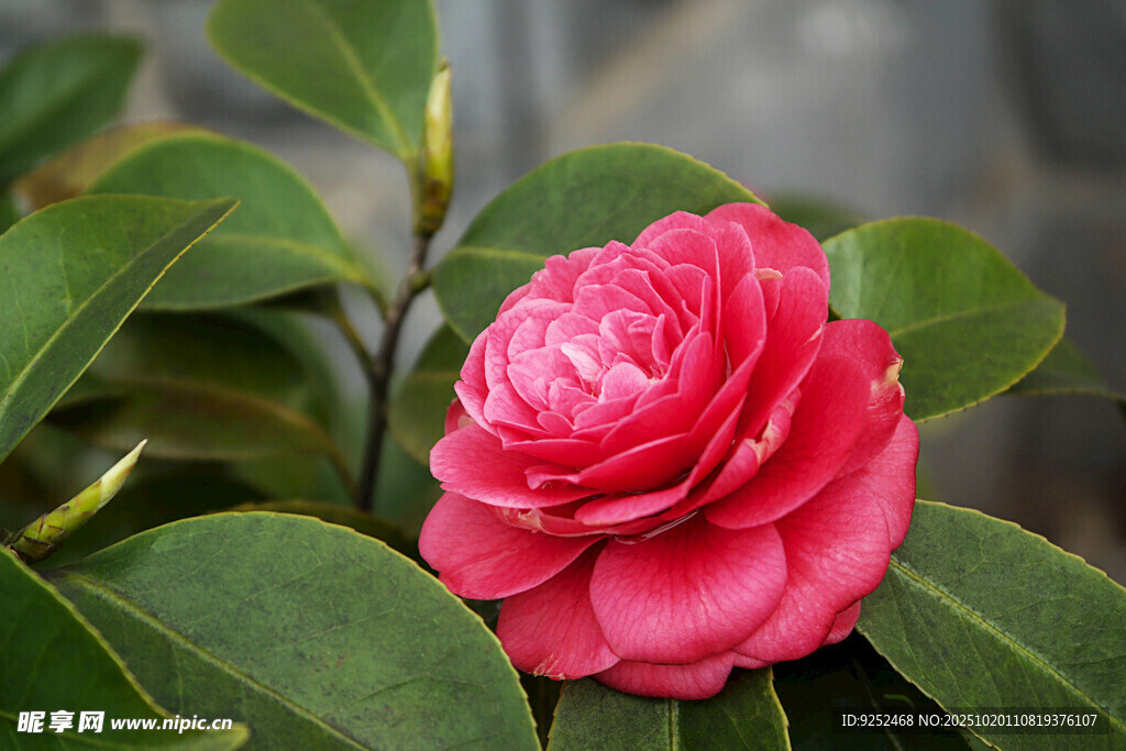 粉红色 山茶花