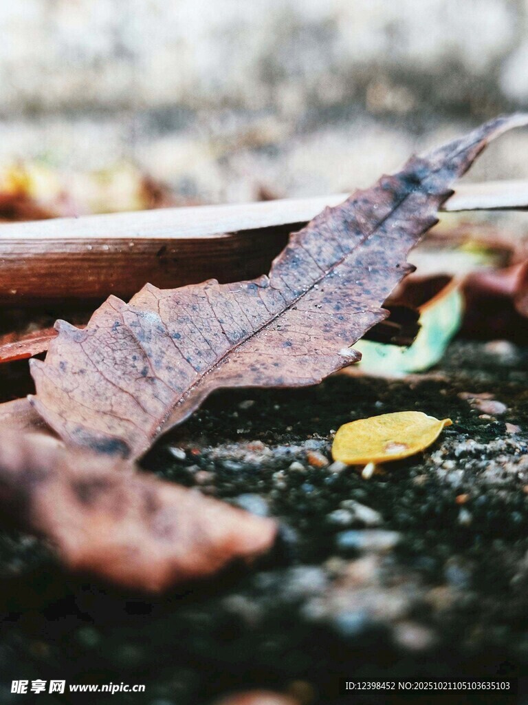 落叶静躺湿润地面