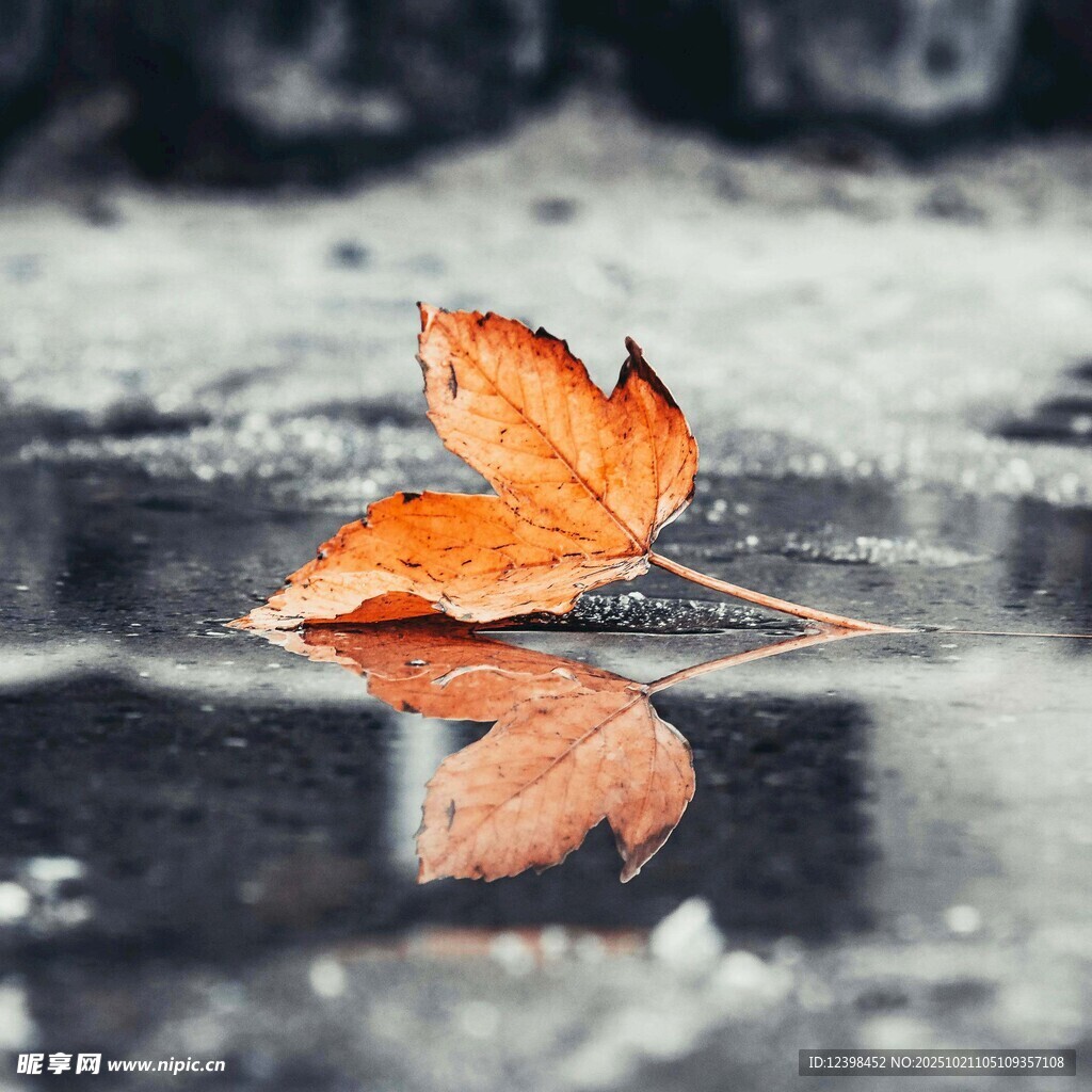 落叶映于积水的静谧之景