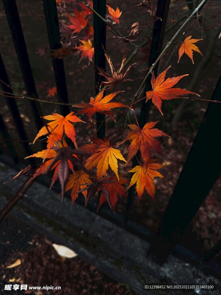 秋日栅栏旁的斑斓枫叶