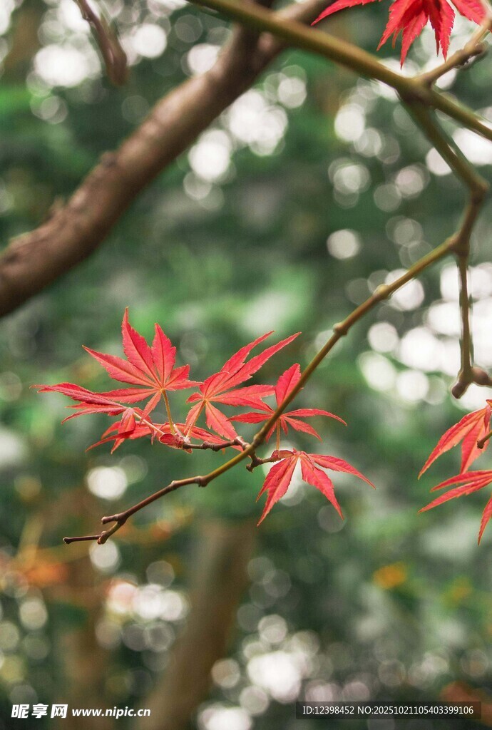 红枫叶枝