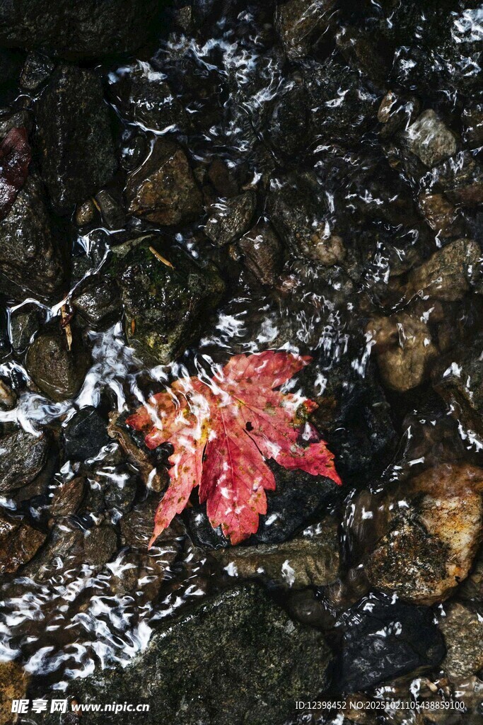 红叶静卧于潺潺溪流间