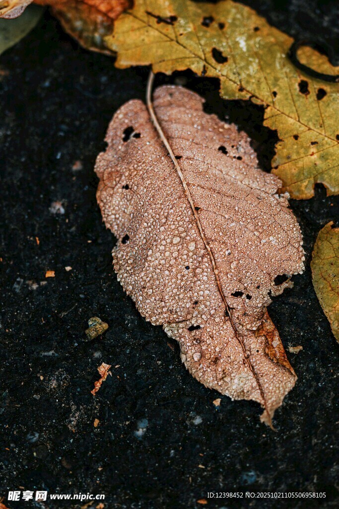 雨中枯叶
