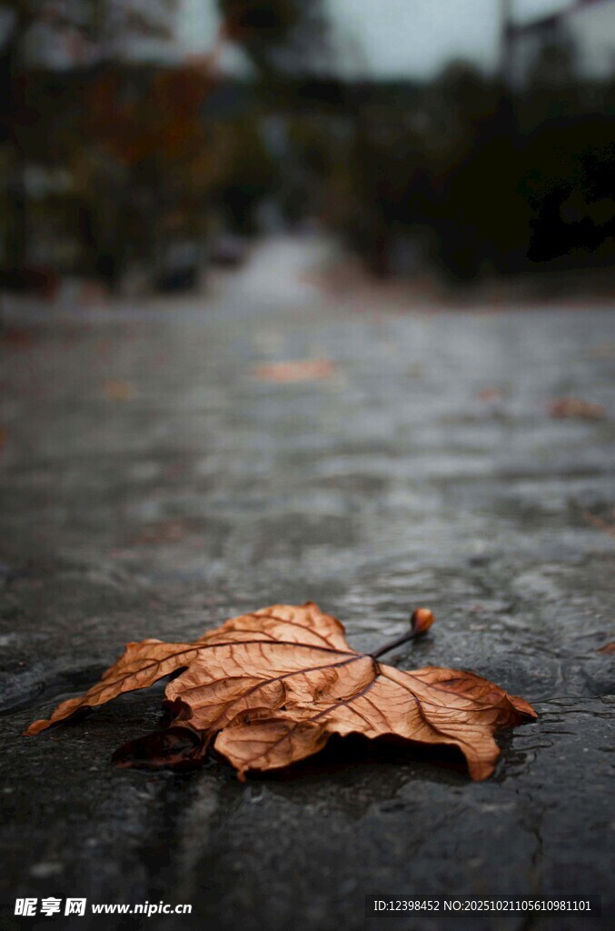 雨中落叶
