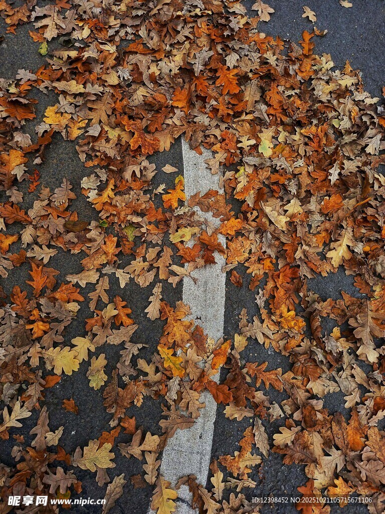 秋日落叶铺满道路