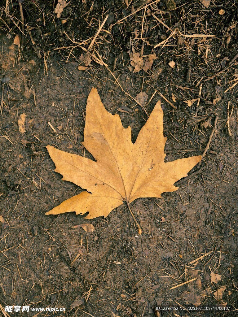 地上的一片金黄枫叶