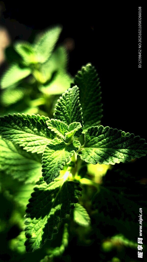 嫩绿薄荷叶片特写