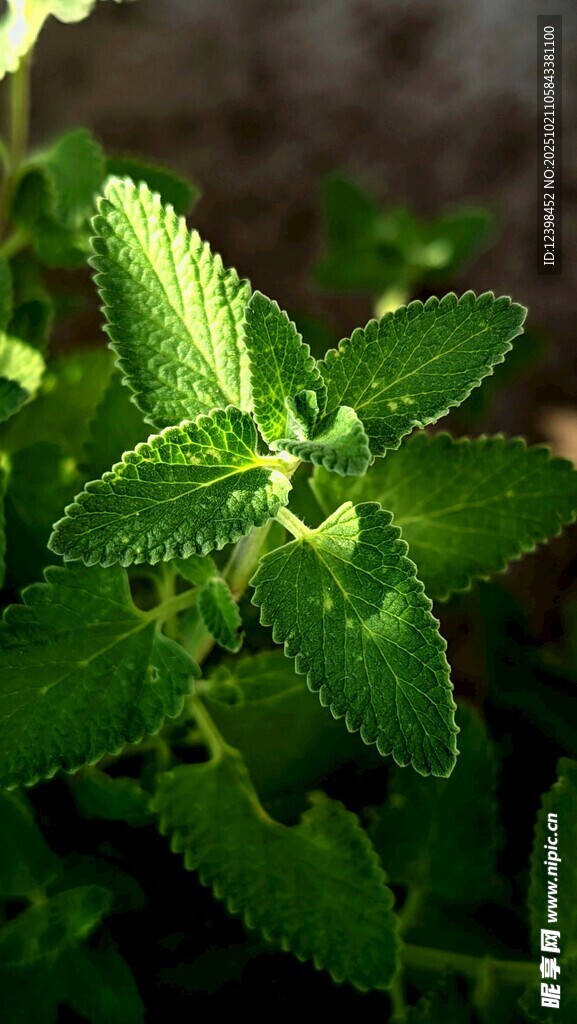 嫩绿清新的薄荷植物