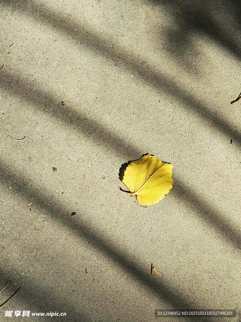 地面上的一片黄色落叶