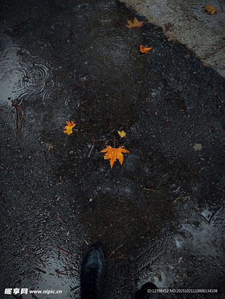 雨后地面的散落枫叶