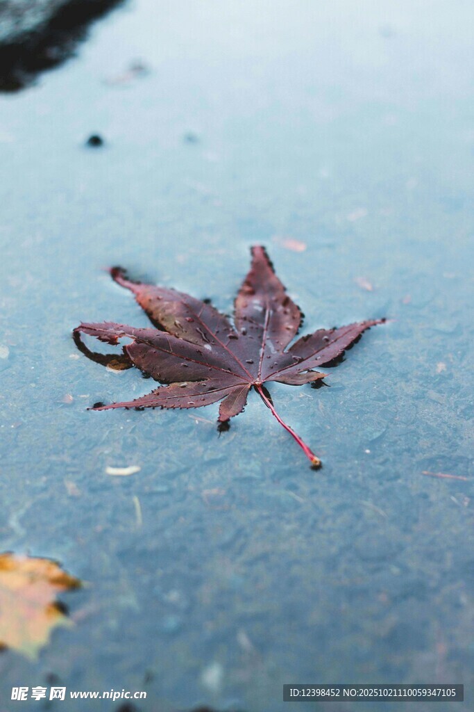 雨中飘零的深红枫叶