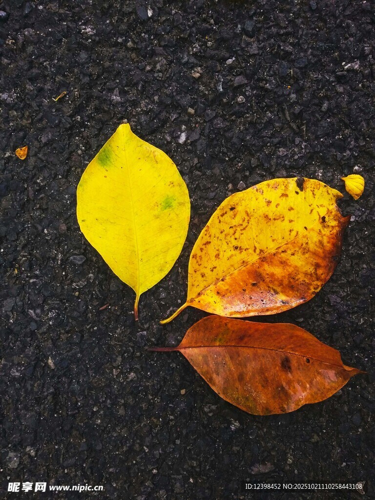 路面上的多彩落叶