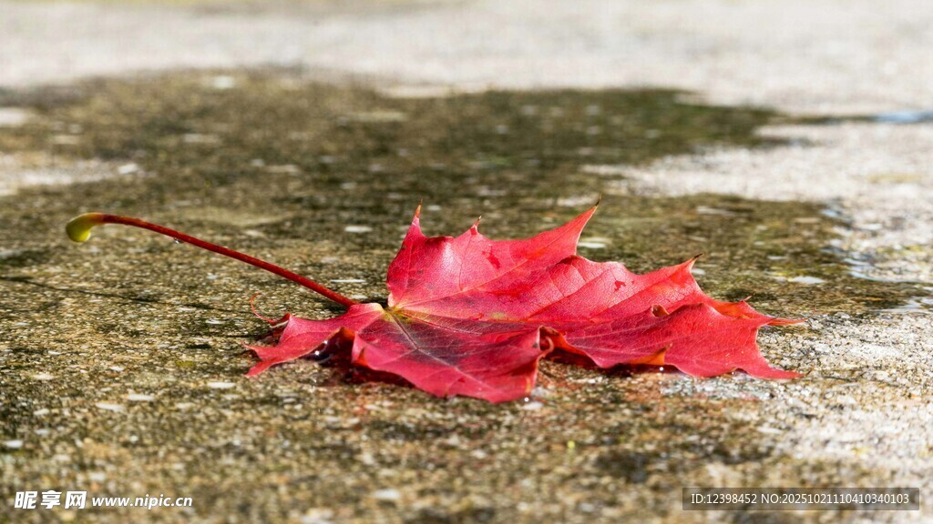 雨中红叶