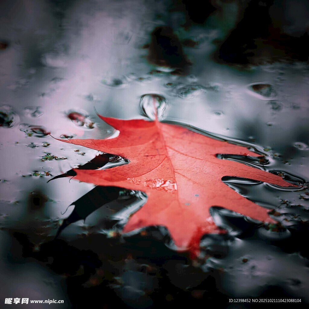 雨中红枫叶的唯美瞬间