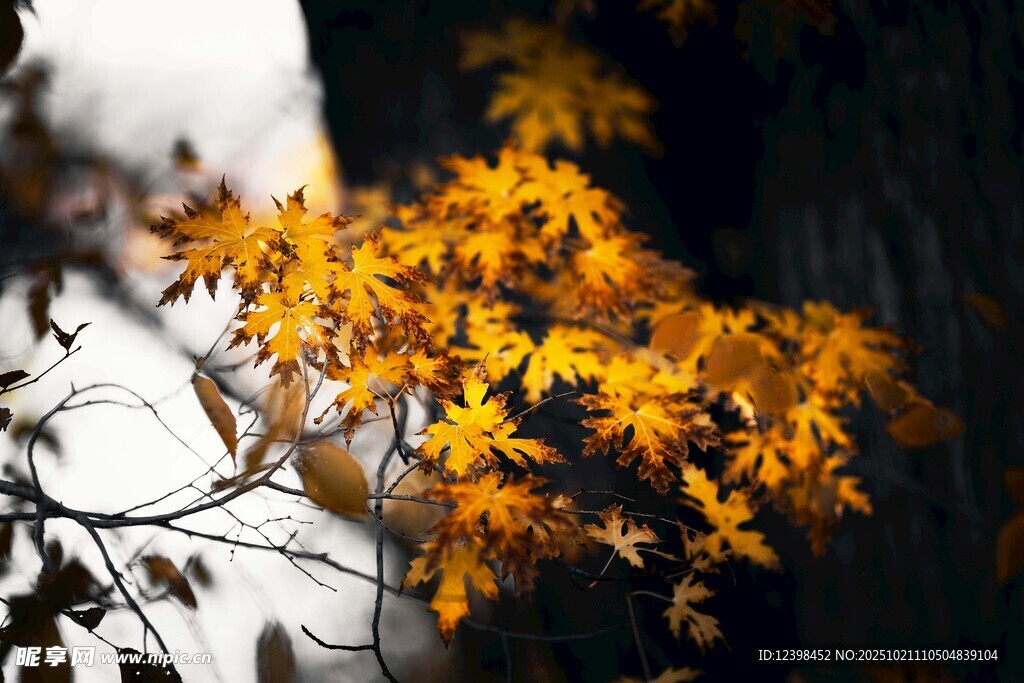 金黄枫叶树枝特写