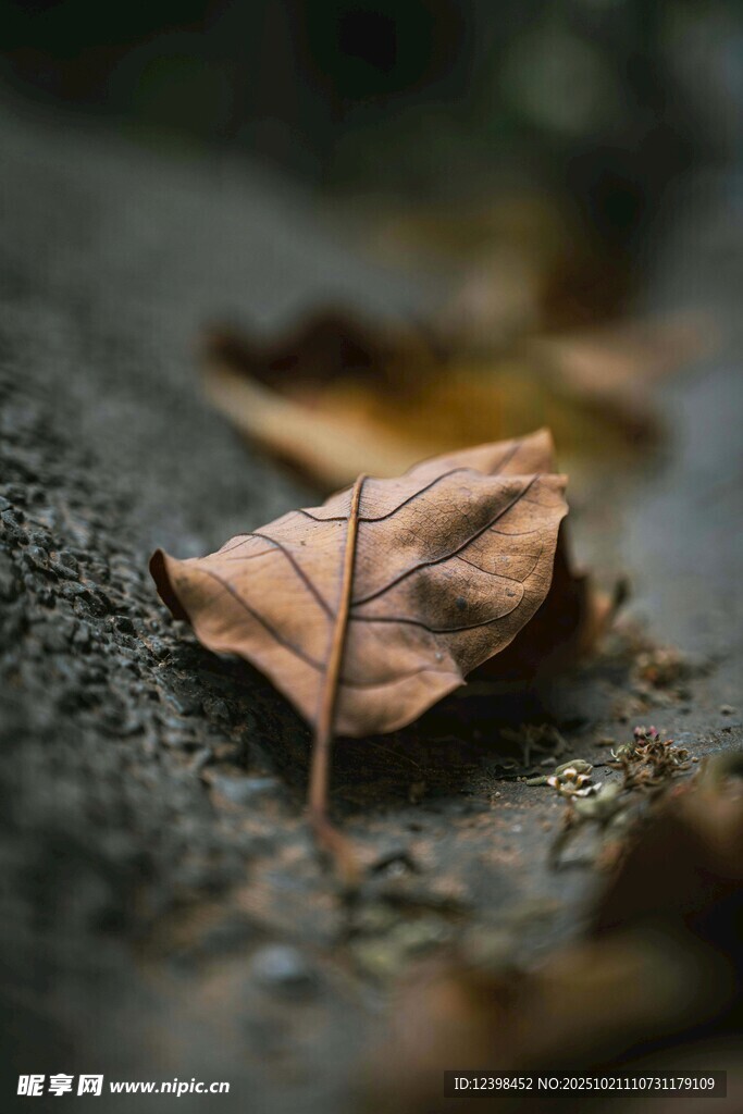 地面上的一片枯黄落叶