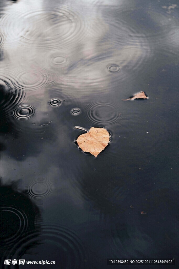 水面落叶与涟漪的静谧画面