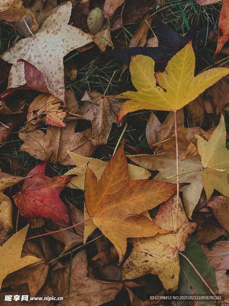 秋日落叶景致