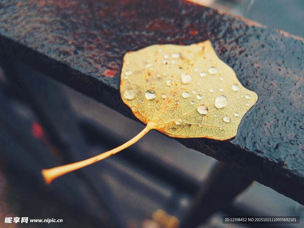 雨中枯叶
