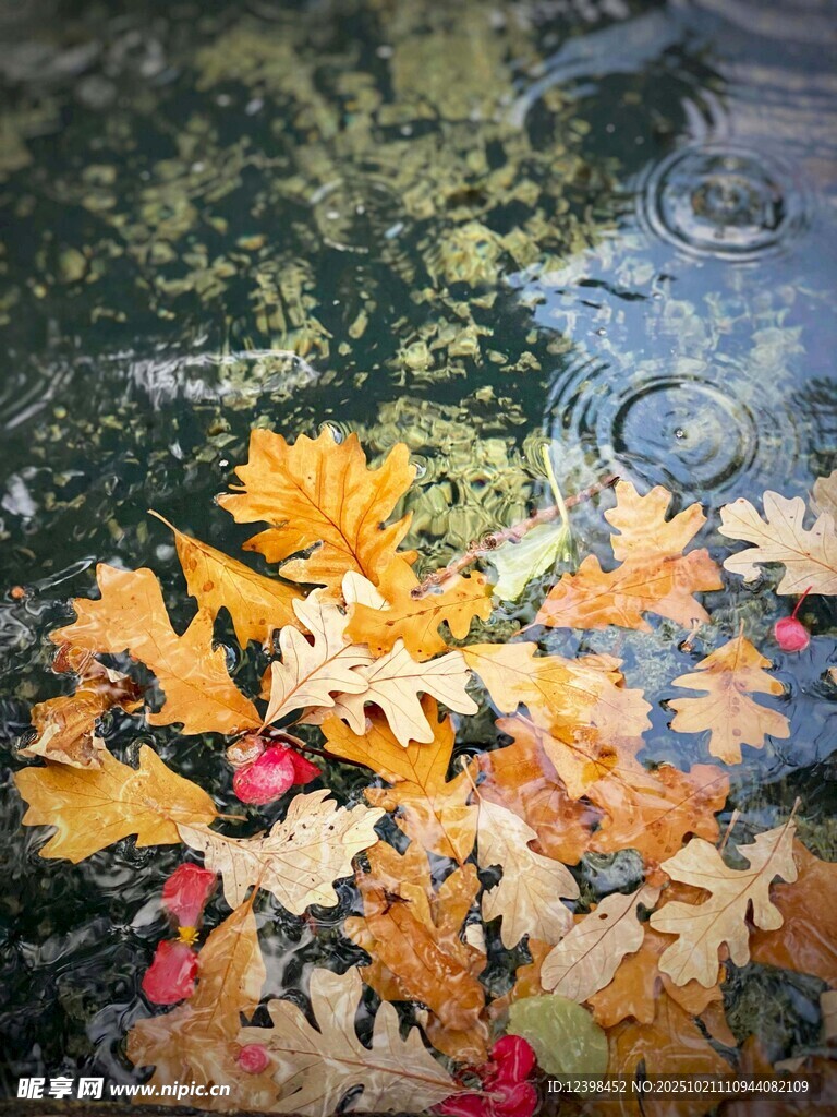 水面上的多彩秋叶