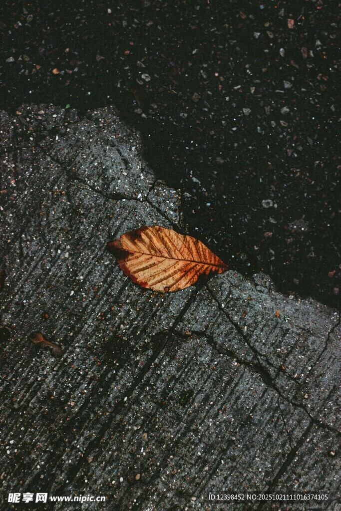 木上枯叶