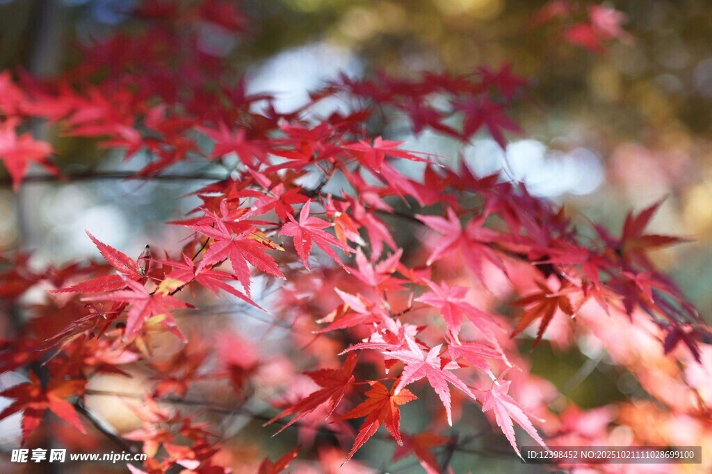红枫叶特写