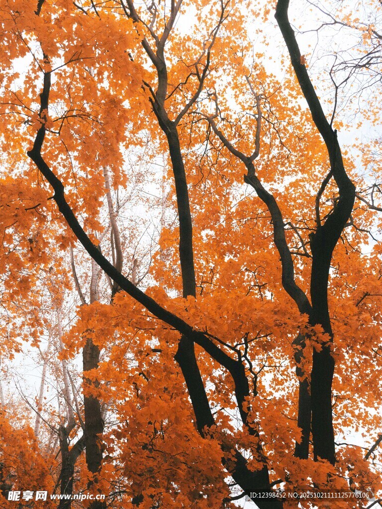 秋日橙叶树枝美景