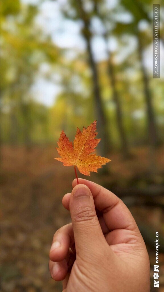 手擎枫叶赏秋日美景