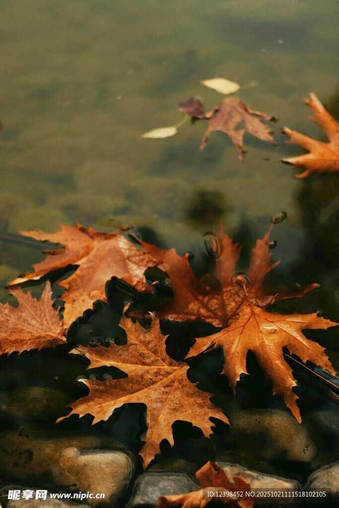 水中秋叶静美画面