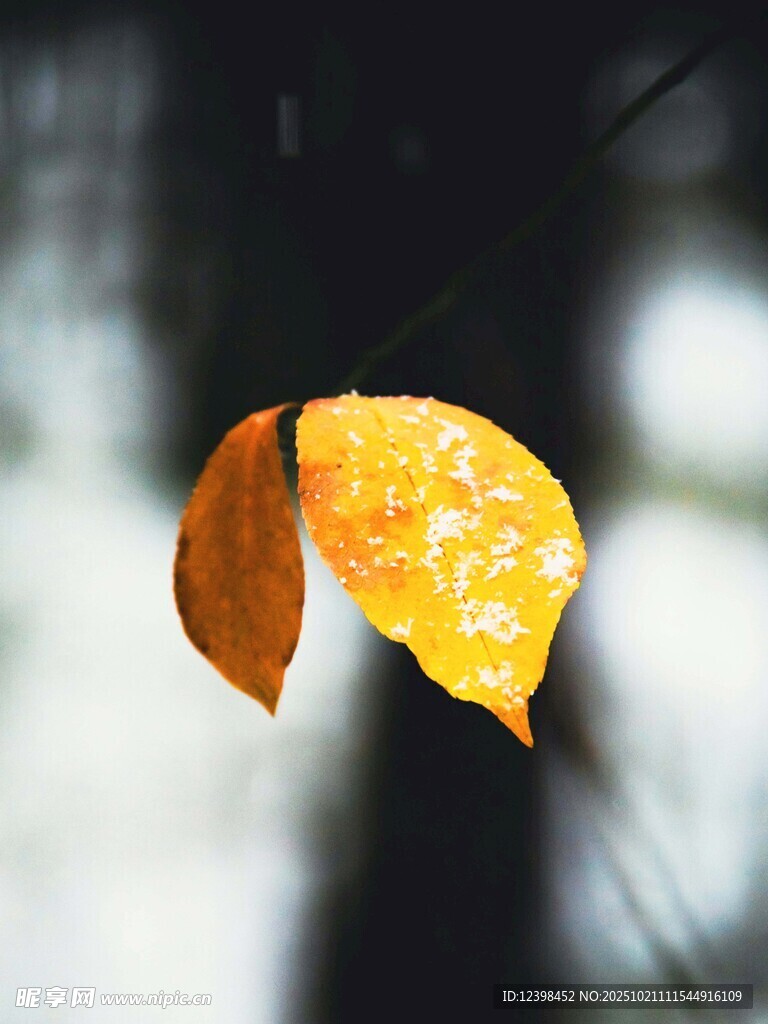 秋日飘零的金黄树叶