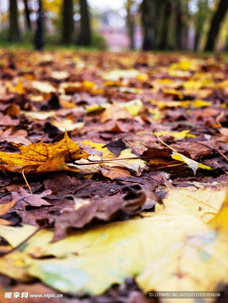 秋日落叶铺满地面的美景
