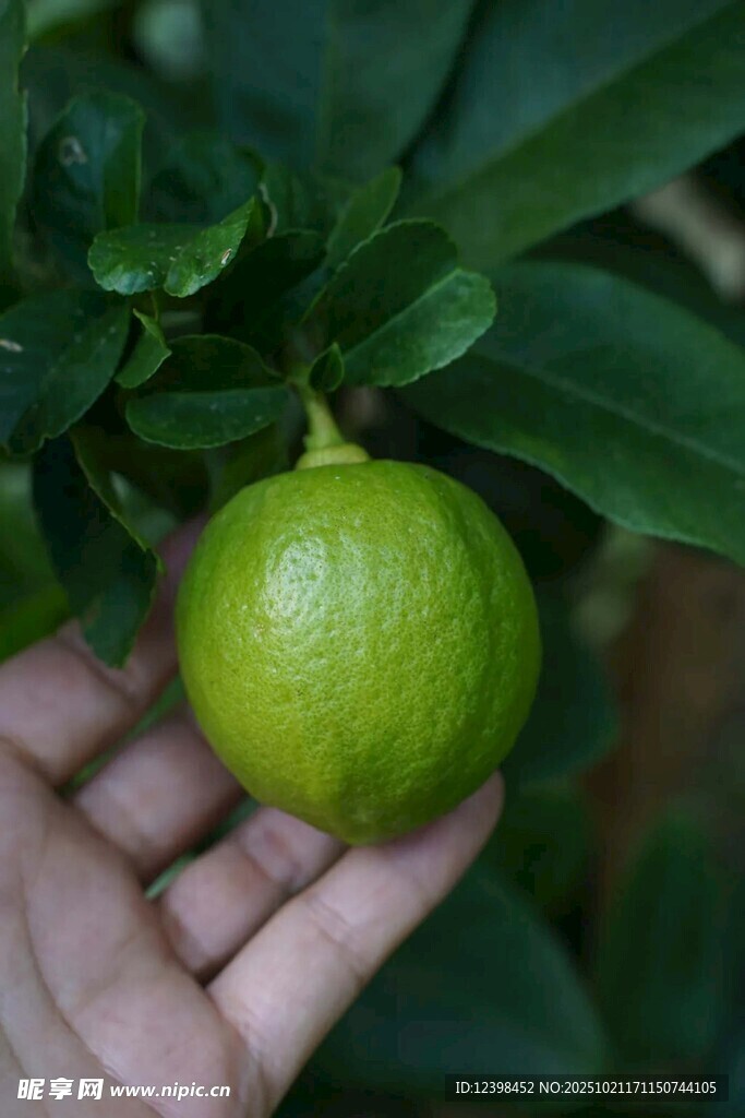 手捧青柠