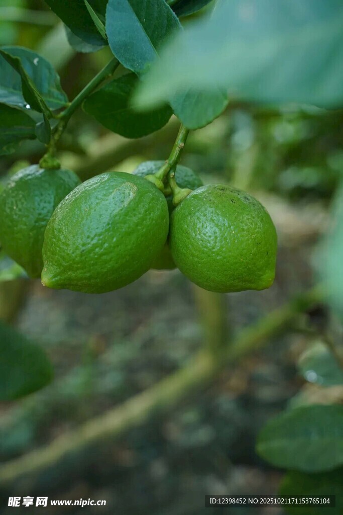 枝头青柠檬