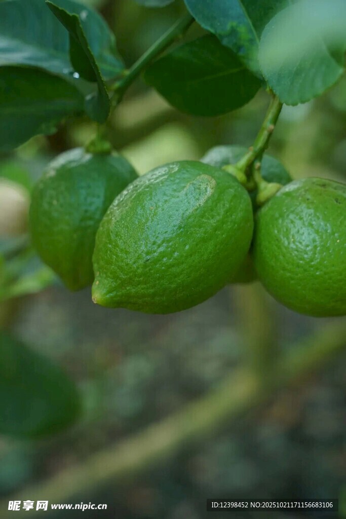 青柠檬挂在枝头