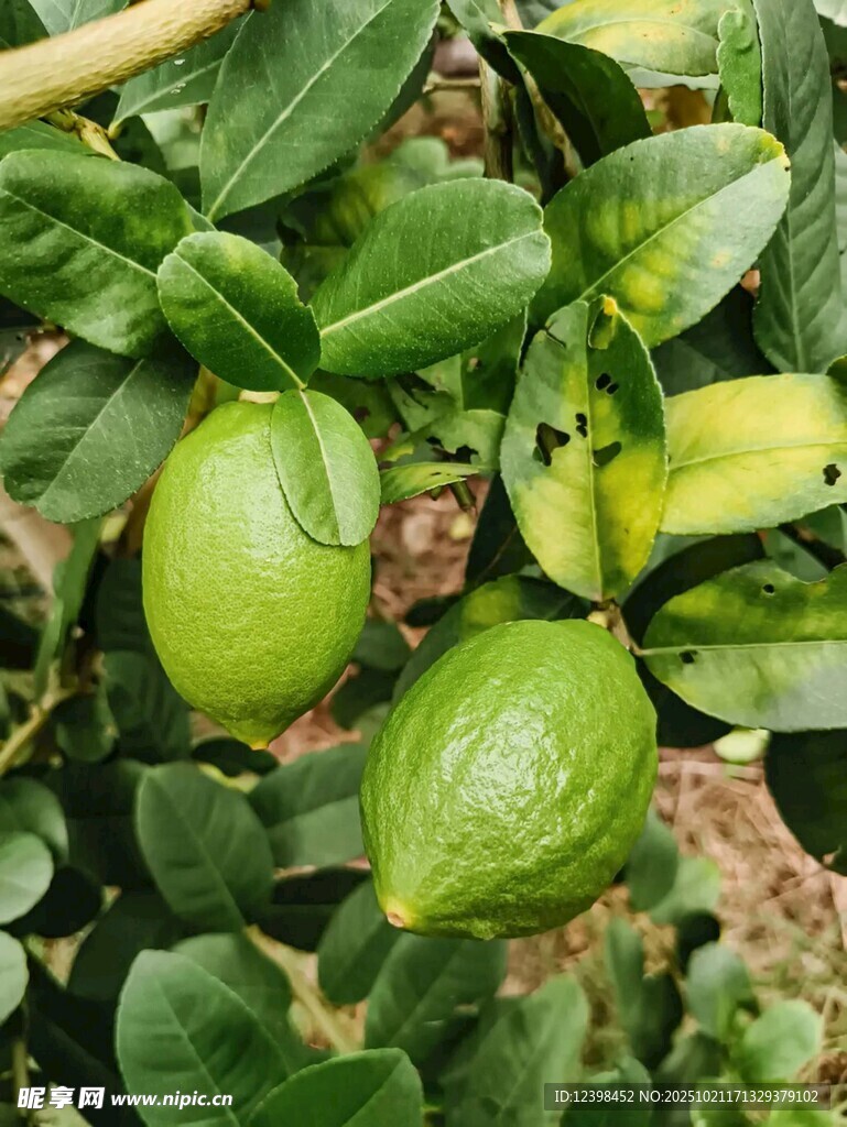 青柠挂在枝叶间