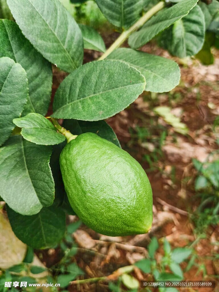 枝头挂着的青嫩番石榴