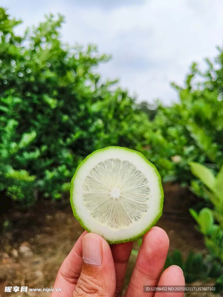 手持切开的青绿色果实