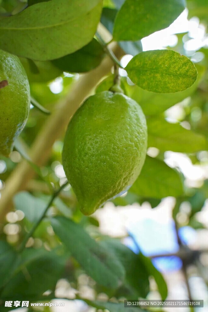 枝头青柠
