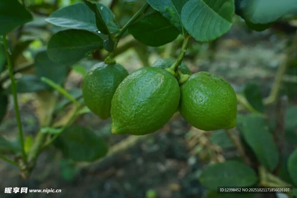 枝头青柠果