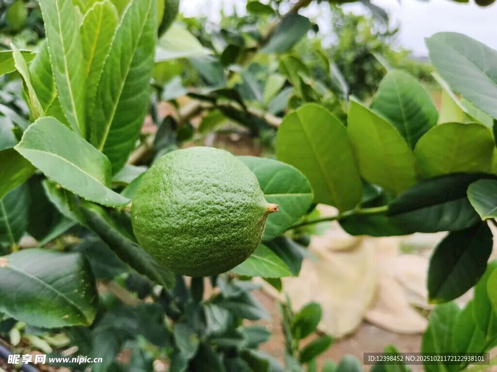 青柠檬挂在翠绿枝叶间