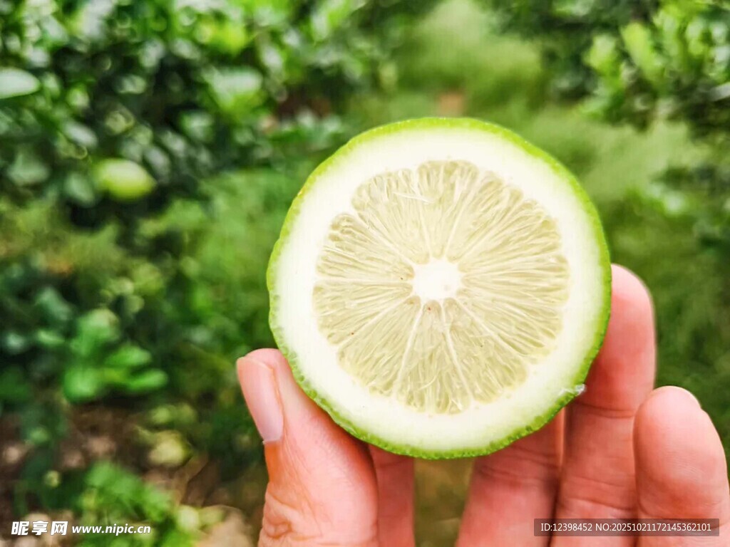手捧半颗新鲜青柠檬