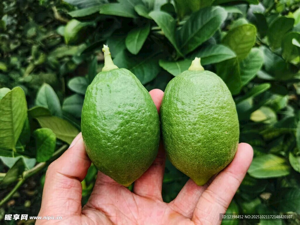 手中两颗鲜绿青柠檬
