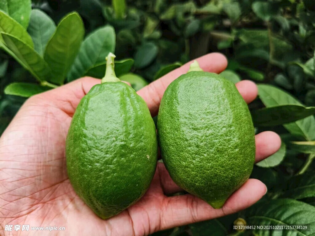 手中的新鲜绿色番石榴