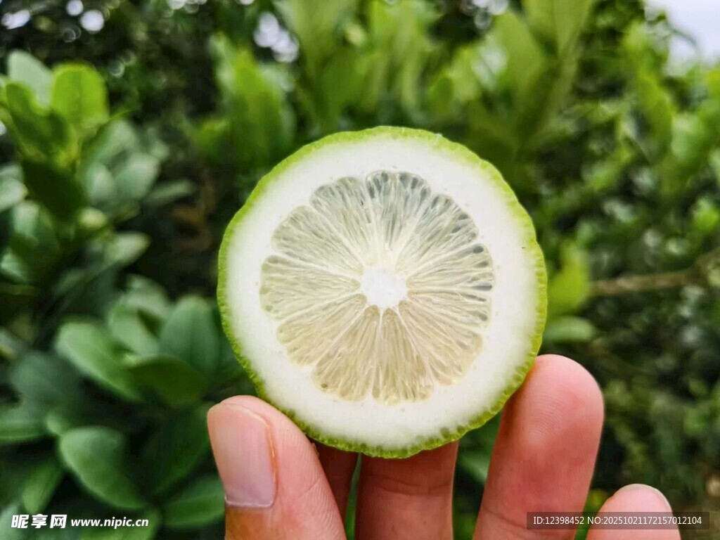 手捧半颗清新青柠檬